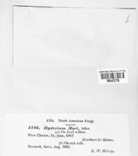 Hysterobrevium mori image